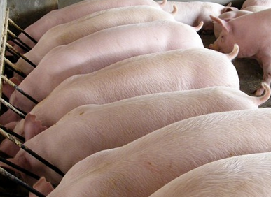 豬肉價格上漲，益生元保障健康！